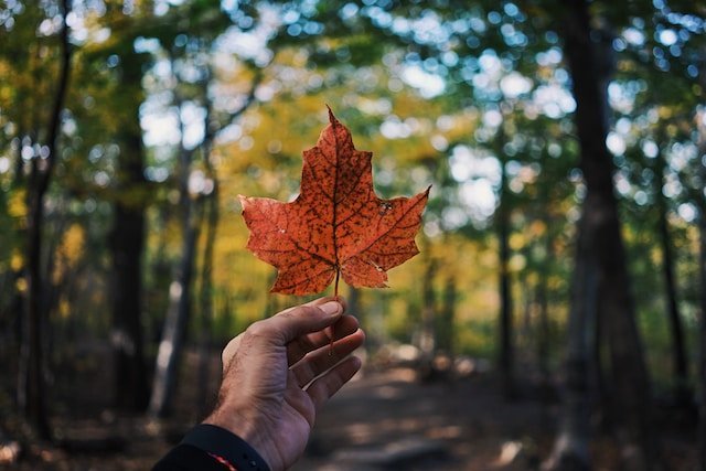 Why Getting Your College Diploma in Canada Is a Smart Move - Same Day Diplomas